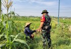 TNI Tinjau Kondisi Pertanian Warga dalam Program TMMD Ke-128 Kodim Gresik